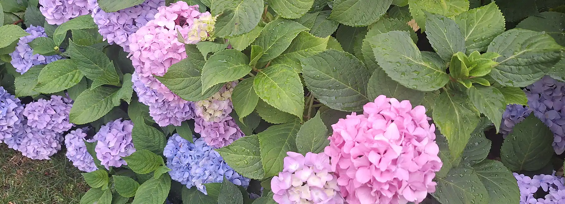 Hydrangea